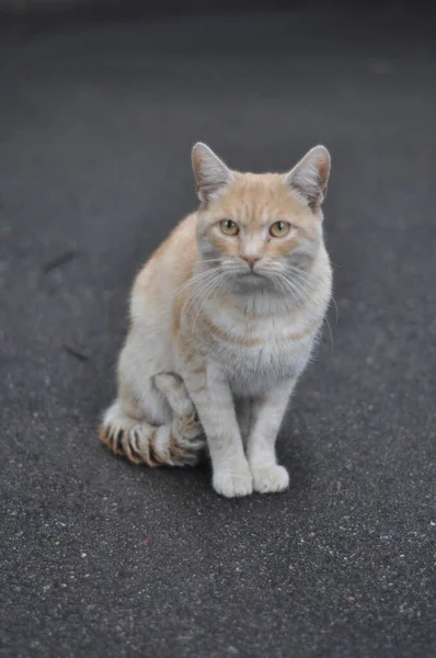 Sokakta kırmızı evsiz kedi