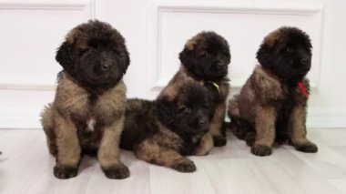 Küçük Leonberger yavruları stüdyoda yerde oturuyor..