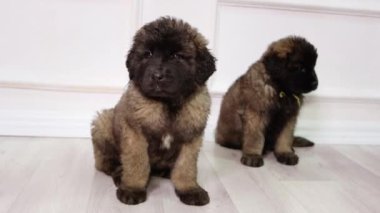 Küçük Leonberger yavruları stüdyoda yerde oturuyor..