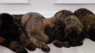 Leonberger soyundan büyük, tüylü yavrular, stüdyoda yerde yatıp uyuyorlar, düzgün kamera hareketleri, seçici odaklanma..