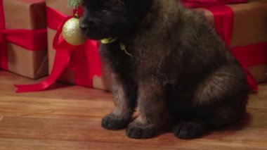 Kamera hareketi, Leonberger soyundan bir yavru Noel ağacının yanında oturuyor, hediyelerin ve dekorasyonların arka planında..
