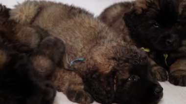 Leonberger yavrularının yakın plan portresi stüdyoda yerde yatar ve uyur, düzgün kamera hareketi, seçici odaklanma.