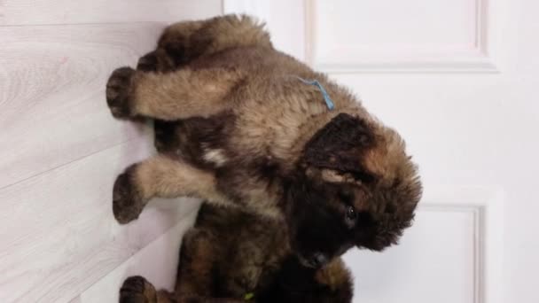 베르거 강아지는 강아지 바닥에 네트워크를 비디오 — 비디오