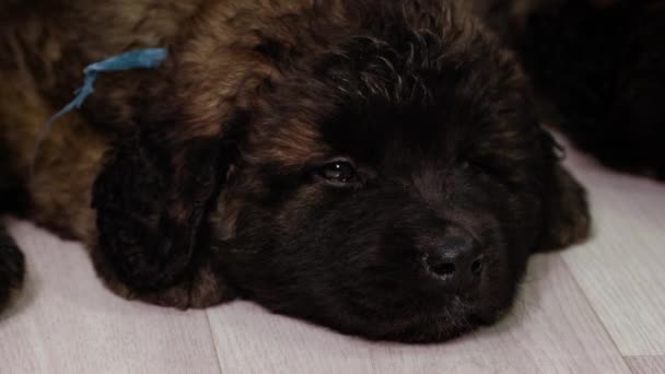 Retrato Cerca Cachorros Leonberger Tumbados Durmiendo Suelo Estudio Movimiento Suave — Vídeos de Stock