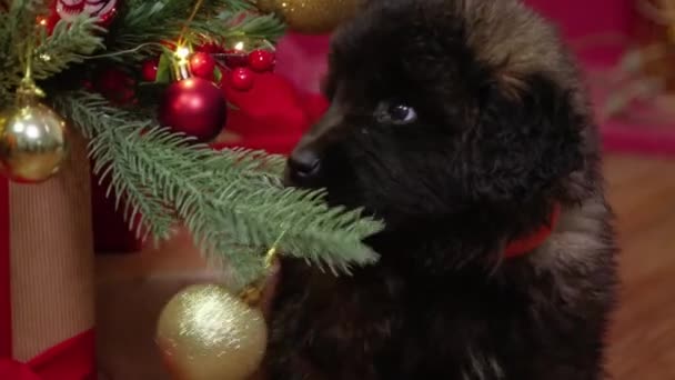 一只狮子座的小狗在圣诞树旁 靠着礼物和装饰品 平稳地移动着相机 — 图库视频影像