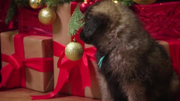 카메라움직임 베르거 품종의 강아지가 장식을 배경으로 크리스마스 근처에 — 비디오
