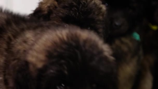 Close Portrait Leonberger Puppies Sitting Studio Smooth Camera Movement Selective — Stock Video