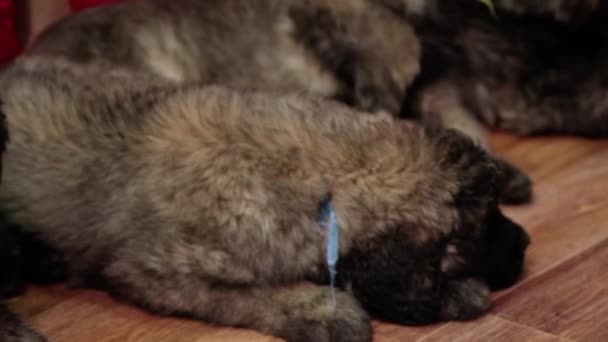 Movimiento Suave Cámara Enfoque Selectivo Cachorros Raza Leonberger Tumbarse Suelo — Vídeos de Stock