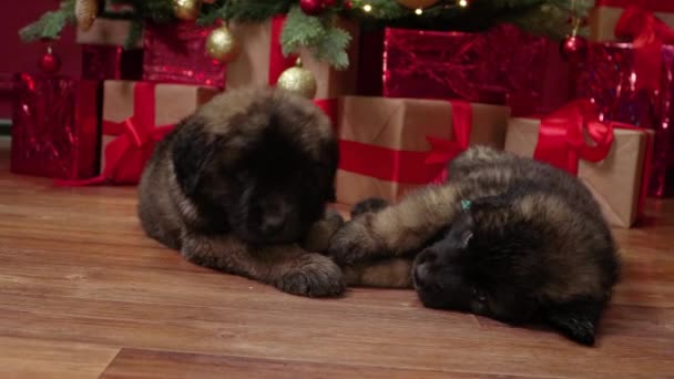 Leonberger Puppies Liggen Onder Kerstboom Spelen Met Elkaar Bijten Vechten — Stockvideo