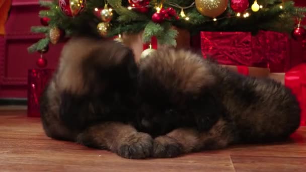 Leonberger Yavruları Noel Ağacının Altında Yatar Birbirleriyle Oynarlar Isırırlar Kavga — Stok video