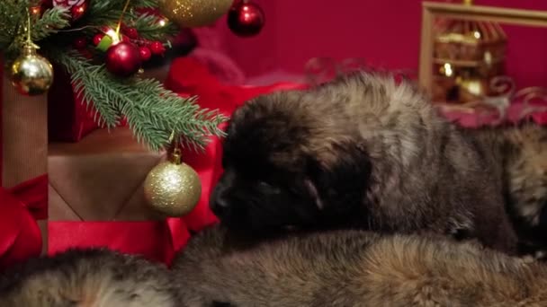 滑らかなカメラの動き 選択的な焦点 レオンベルガー品種の子犬は クリスマスツリーの下で眠りに横たわっています — ストック動画