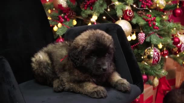 부드러운 카메라움직임 베르거의 강아지가 크리스마스 트리와 배경에 안락의자에 — 비디오