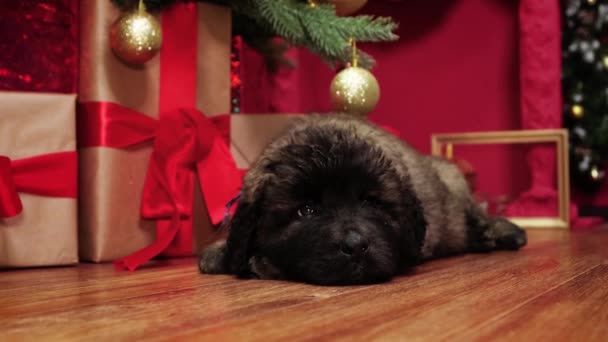 Close Leonberger Puppy Lying Floor Sleeping Backdrop Christmas Decorations — Stock Video