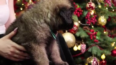 Bir kızın kucağında oturan bir Leonberger köpeğini Noel süslemelerinin arka planında okşayan ve kaşıyan ellerin yakın çekimi..