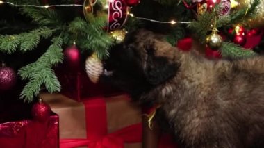 Leonberger yavruları Noel ağacındaki Noel süslemelerini, hediyelerin ve çelenklerin arka planına karşı kemirir..
