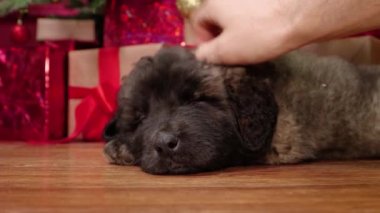 Bir el okşama ve yerde uzanmış bir Leonberger köpek yavrusu çizme ve Noel süslemeleri arka planında uyku.