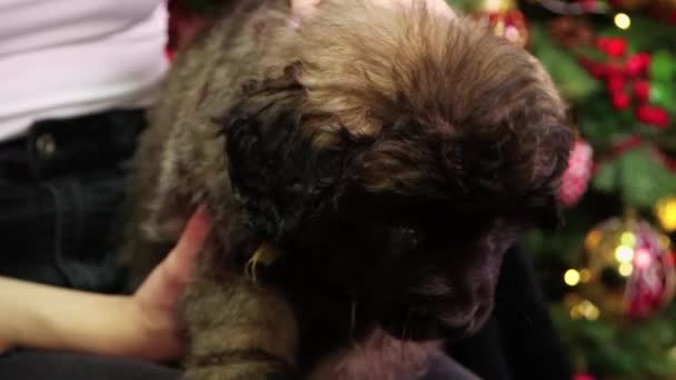 기사보기 크리스마스 장식을 배경으로 아이의 무릎에 베르거 강아지를 쓰다듬고 — 비디오