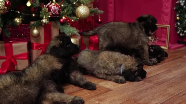 滑らかなカメラの動き 選択的な焦点 レオンベルガー品種の子犬は クリスマスツリーの下で眠りに横たわっています — ストック動画