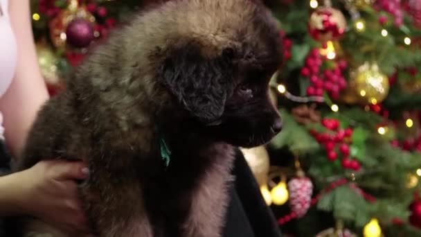 기사보기 크리스마스 장식을 배경으로 아이의 무릎에 베르거 강아지를 쓰다듬고 — 비디오