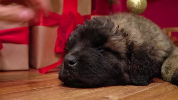 기사보기 크리스마스 장식을 배경으로 바닥에 베르거 강아지를 쓰다듬고 — 비디오