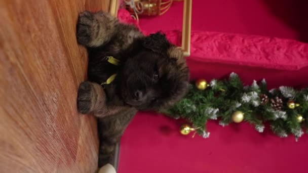 연결망을 베르거 강아지는 바닥에 크리스마스 장식의 배경에 기대어 스마트폰을 비디오 — 비디오