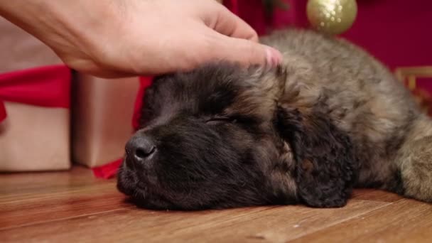 在圣诞装饰品的背景下 一只手抚摩和抓挠躺在地板上的伦贝格小狗的特写镜头下睡着了 — 图库视频影像