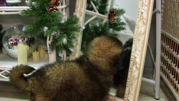 Leonberger Κουτάβι Κοιτάζει Στον Καθρέφτη Παίζει Την Αντανάκλαση — Αρχείο Βίντεο