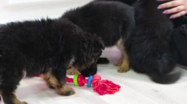 Alman çoban köpekleri bir oyuncakla oynarlar..