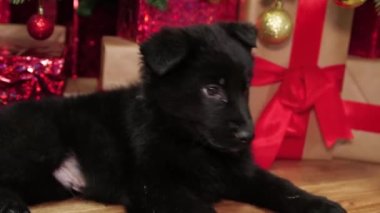 Pürüzsüz kamera hareketi, siyah bir Alman çoban köpeği bir Noel ağacının zemininde yatıyor ve hediyeler veriyor..