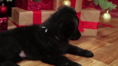 Pürüzsüz kamera hareketi, siyah bir Alman çoban köpeği bir Noel ağacının zemininde yatıyor ve hediyeler veriyor..
