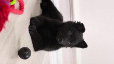 Sosyal ağlar için dikey video, siyah bir Alman çoban köpeği yerde yatar ve dili dışarıda kameraya bakar. Akıllı telefonlar için video.