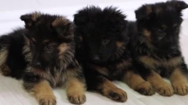 Alman çoban köpekleri yere yatar ve oyuncağı izler, etrafına bakar..