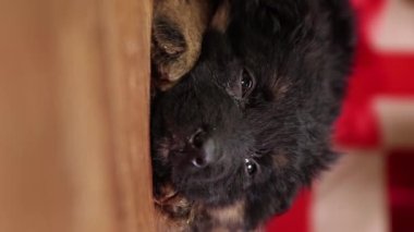 Alman Çoban Köpeği 'nin sosyal ağları için dikey videosu yerde yatıyor ve Noel süslemelerinin zemininde uyuyor. Akıllı telefonlar için video.