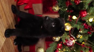 Sosyal ağlar için dikey video, bir siyah Alman çoban köpeği bir Noel ağacı ve hediyelerin arka planında yerde oturuyor. Akıllı telefon videoları.