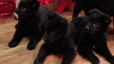 Pürüzsüz kamera hareketi, Alman çoban köpekleri bir Noel ağacının zemininde yatıyor ve hediyeler sunuyor..