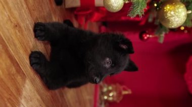 Sosyal ağlar için dikey video, bir siyah Alman çoban köpeği bir Noel ağacı ve hediyelerin arka planında yerde oturuyor. Akıllı telefon videoları.