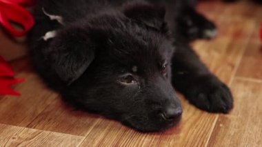 Yılbaşı hediyelerinin yanında yerde yatan bir Alman çoban köpeğinin portresi..