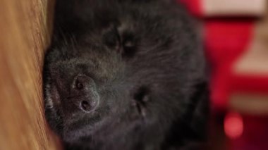Alman Çoban Köpeği 'nin sosyal ağları için dikey videosu yerde yatıyor ve Noel süslemelerinin zemininde uyuyor. Akıllı telefonlar için video.