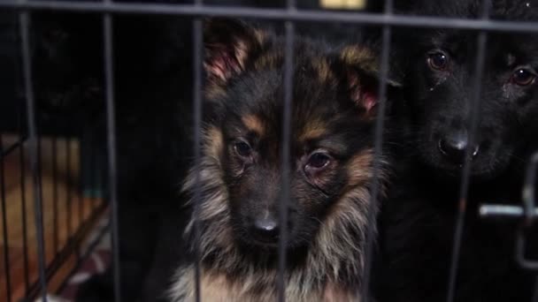 Aranyos Vicces Német Juhászkutyák Ülnek Egy Ketrecben Tenyésztő Kutyák — Stock videók