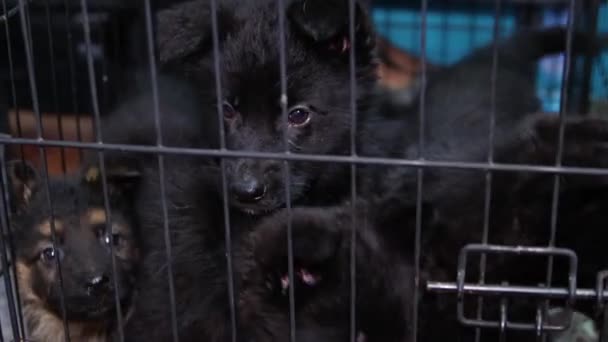Leuke Grappige Duitse Herder Puppies Zitten Binnen Een Kooi Fokhonden — Stockvideo