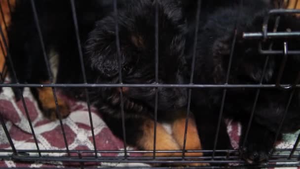 Милые Забавные Немецкие Овчарки Сидят Клетке Помещении Разведение Собак — стоковое видео