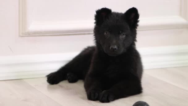 Siyah Bir Alman Çoban Köpeği Yerde Yatar Dili Dışarıda Kameraya — Stok video