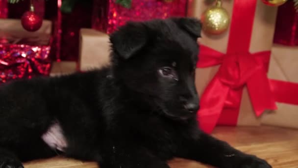 Gladde Camerabeweging Een Zwarte Duitse Herder Pup Ligt Grond Tegen — Stockvideo