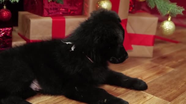 Gladde Camerabeweging Een Zwarte Duitse Herder Pup Ligt Grond Tegen — Stockvideo