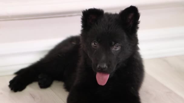 Black German Shepherd Puppy Lies Floor Looks Camera Its Tongue — Stock Video