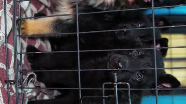 Sosyal Ağlar Için Dikey Video Sevimli Komik Alman Çoban Köpekleri — Stok video