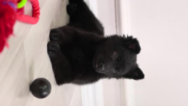 Verticale Video Voor Sociale Netwerken Een Zwarte Duitse Herder Puppy — Stockvideo