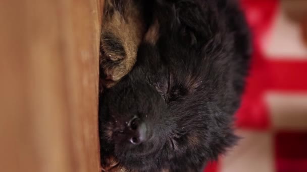 Vertikales Video Für Soziale Netzwerke Schäferhund Welpe Liegt Auf Dem — Stockvideo