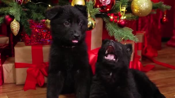 부드러운 카메라움직임 양치기 강아지가 크리스마스 트리와 선물들의 배경에 바닥에 — 비디오