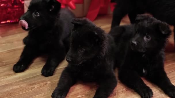 Soepele Camerabeweging Een Duitse Herder Puppies Ligt Vloer Tegen Achtergrond — Stockvideo